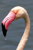 Greater Flamingo - Phoenicopterus ruber roseus - Detalle de la cabeza de un Flamenco - Detall del cap d'un Flamenc