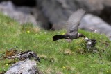 Pyrenees - RingOuzel -Turdus torquatus alpestris adult female