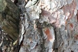 Cicada - Superfamilia Cicadoidea - Cigarra - Cigala