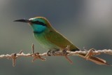 Green Bee eater Merops orientalis cyanophrys Little Green Bee eater