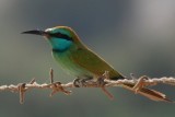 Green Bee eater  Merops orientalis cyanophrys Little Green Bee eater