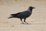 House Crow Corvus splendens