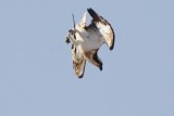 Osprey - Pandion haliaetus - Aguila pescadora