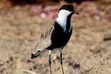 Spurwinged Lapwing Vanellus spinosus