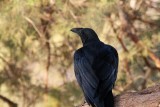 Corvus riphidurus