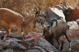 Courtship Nubian ibex Capra nubiana