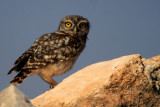 Little Owl - Athene noctua - Mochuelo - Mussol com