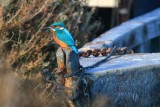 Adult Male Kingfisher - Alcedo attis - Martin Pescador - Blauet