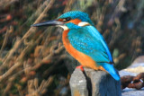 Adult Male Kingfisher - Alcedo attis - Martin Pescador - Blauet