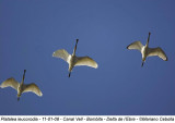 Spoonbill - Platalea leucorodia - Esptula - Bec-planer