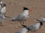 Hybrid Lesser Crested Tern x Sandwitch T. - Sterna bengalensis x St sandvicensis - Charran bengal x Ch. patinegro - Xatrac