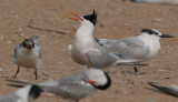 Hybrid Lesser Crested Tern x Sandwitch T. - Sterna bengalensis x St sandvicensis - Charran bengal x Ch. patinegro - Xatrac