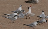 Hybrid Lesser Crested Tern x Sandwitch T. - Sterna bengalensis x St sandvicensis - Charran bengal x Ch. patinegro - Xatrac