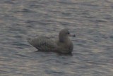 Glaucos Gull - Larus hiperboreus - Gavin Hiperboreo - Gavinot Hiperbori