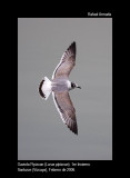 Franklins Gull - Larus pipixcan - Gaviota Pipizcan - Gavina de Franklin