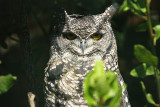 Eurasian Eagle Owl