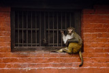 Pashupati monkey