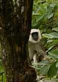 Langur monkey