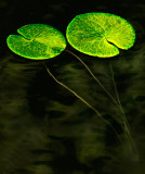 Lotus leaf and stems 1