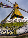 Pigeons at Boudhanath