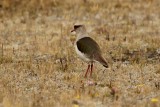 Lapwing