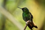 First of many hummingbird photos