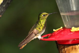 Hummingbird