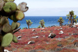 Giant prickly pear and ice plants (red)