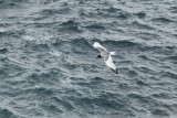 Swallow tail gull 
