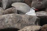 Tropicbird nesting