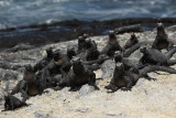 Marine iguana peanut gallery