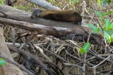 Tree lion snoozing in the mangroves