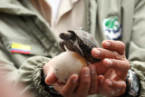 Newly hatched tortoise