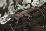 Lava lizard