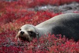 Sea lion relaxing on the ice plants