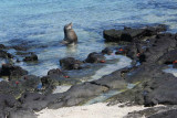 Sea Lion, maybe the beachmaster