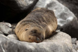 Sea lion cub having a snooze on the rocks