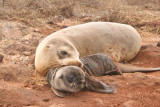 Cute mom and cub shot