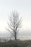 Arbres dans le brouillard