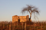 Hiver Vignes au soleil