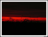 Sunset through the hedgerow!
