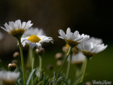 May 2011: Garden Images