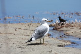 California gull<br><i>Larus californicus</i>