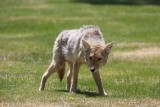 Coyote (Mono Lake, USA)