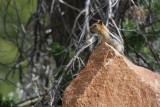 spermophile  mante dore / golden mantled ground squirrel (Yellowstone, USA)