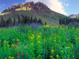 Flowers of Yankee Boy Basin, CO