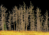 Highlighted trees, Maroon Valley, Aspen, CO