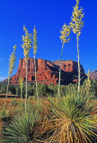 Soap tree yuccas at  Courthouse Rock, Sedona AZ