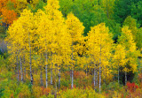 Aspens, Upper Peninsula, MI