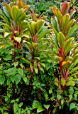 Hawaiian good luck plant, Akaka Falls State Park, HI